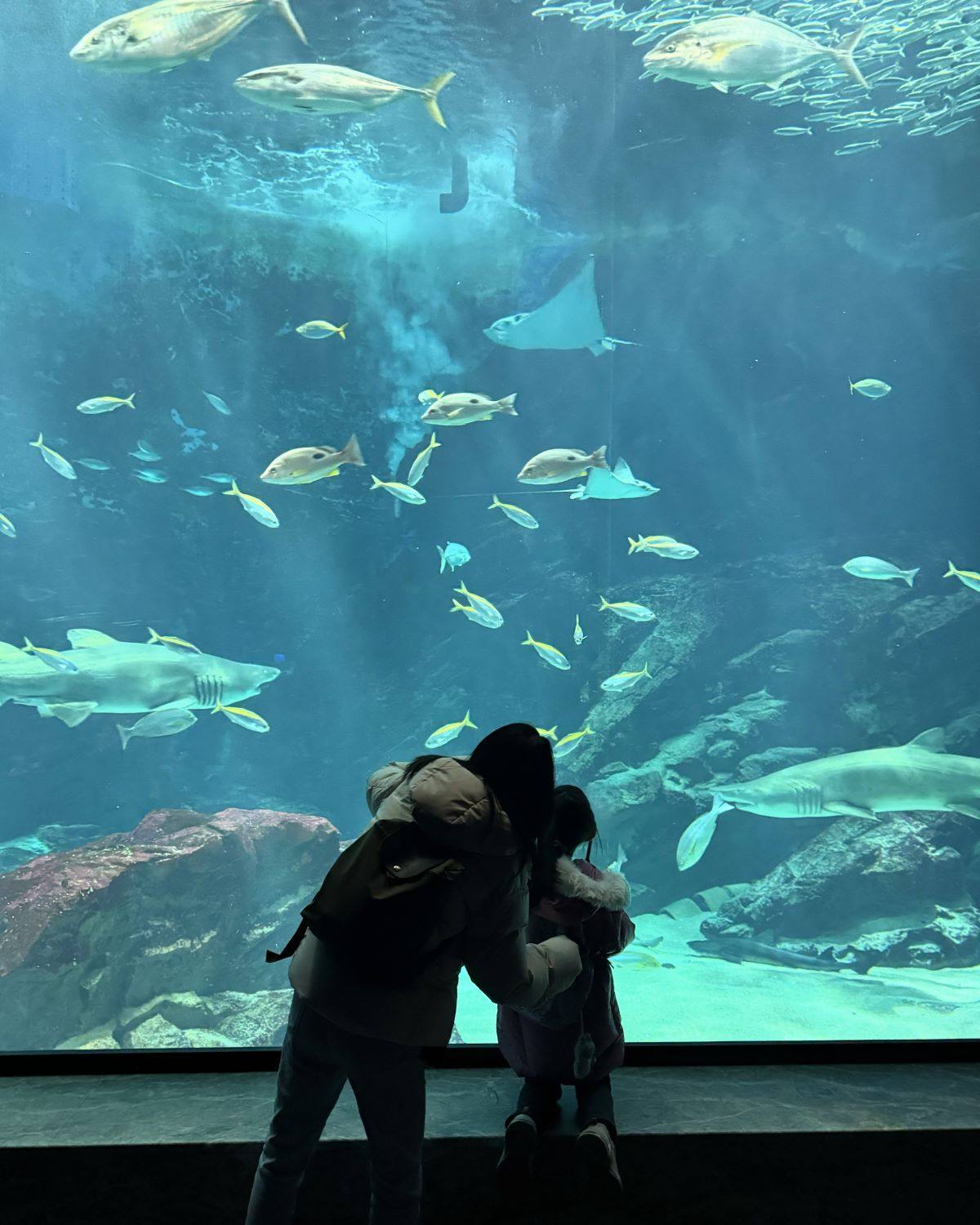 Visitors gazing at sharks and stingrays through the large main aquarium glass at Marine World Uminonakamichi in Fukuoka, Japan.